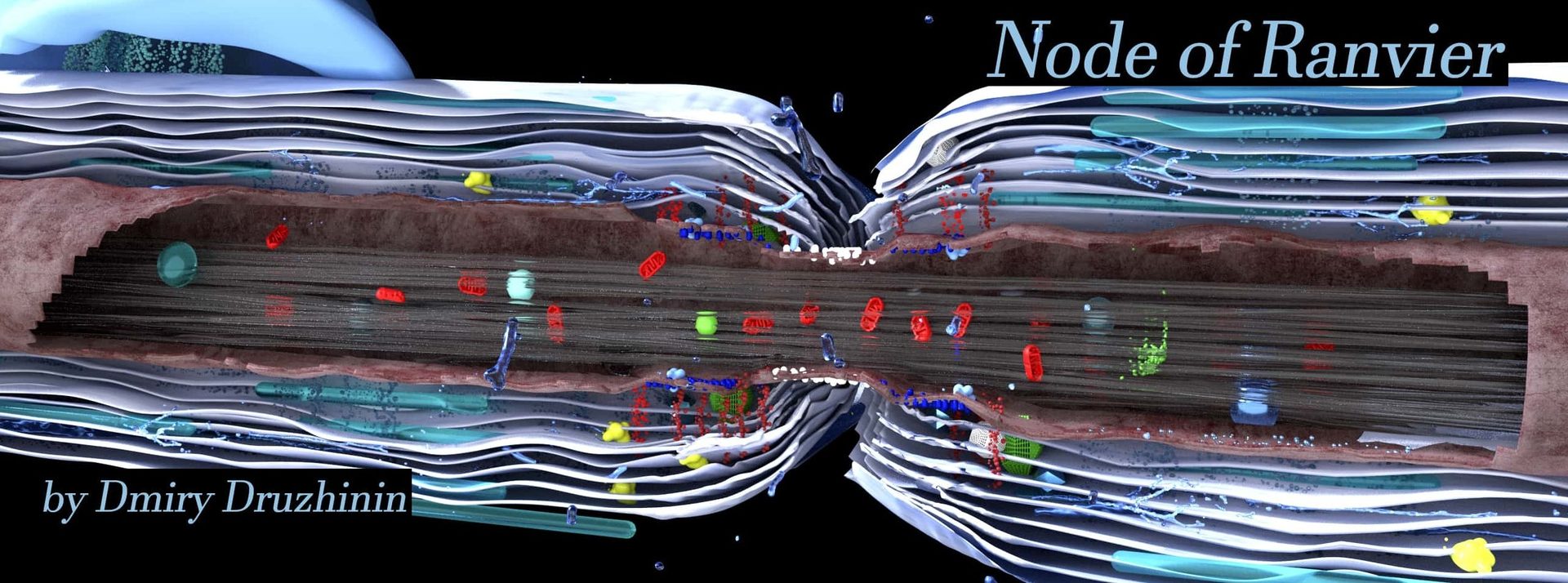 Node of Ranvier